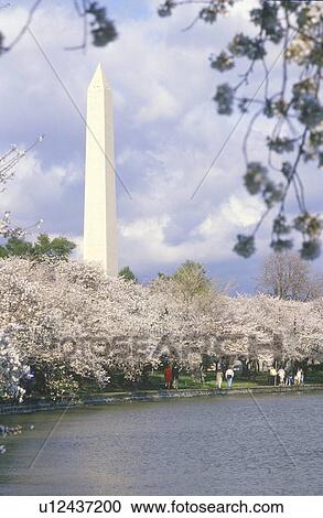 Stock Image - The Washington National Monument in Springtime, Washington, D. C.. Fotosearch