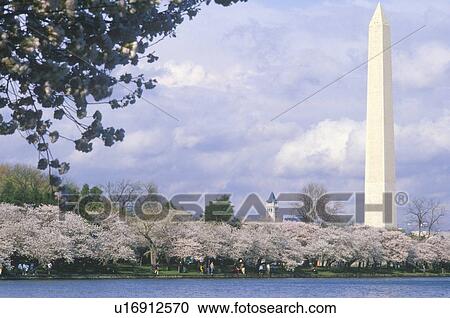 The Washington National Monument in Springtime, Washington, D. C. View Large Photo Image Stock Image - The Washington National Monument in Springtime, Washington, D. C.. Fotosearch