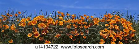 These are California poppies under a blue sky in spring. View Large Photo Image Stock Image - These are California poppies under a blue sky in spring.. Fotosearch