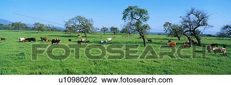 Stock Image - These are cattle grazing in a spring field.. Fotosearch