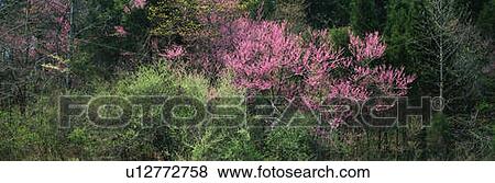 Stock Photo - These are flowering redbud and dogwood trees in the spring. . Fotosearch
