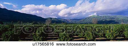 These are orange groves near Fillmore View Large Photo Image Stock Photograph - These are orange groves near Fillmore. Fotosearch