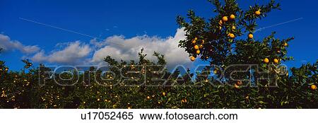 These are orange trees with ripe oranges on them View Large Photo Image Stock Photography - These are orange trees with ripe oranges on them. Fotosearch
