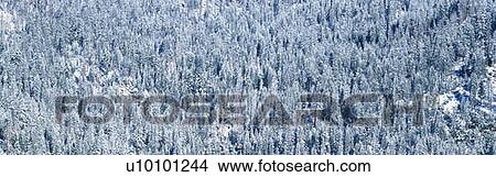 Picture - These are rows of trees covered in snow in the winter.. Fotosearch