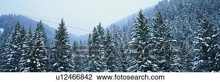 Stock Image - These are snow covered Douglas Fir trees. Fotosearch
