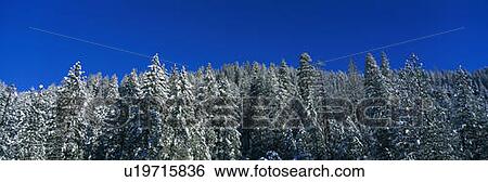 Stock Photograph - These are snow covered trees against a blue sky.. Fotosearch