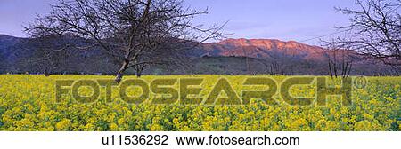 Stock Image - These are spring mustard plants in a walnut grove. Fotosearch