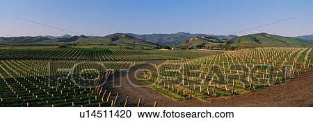 Stock Image - These are vineyards in the Santa Ynez Valley at sunset. Fotosearch