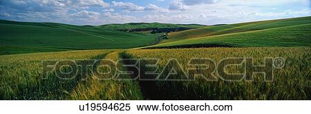 Stock Photography - These are wheat fields in The Palouse. Fotosearch