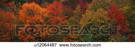 These shows the autumn colors on the foliage of the trees. View Large Photo Image Stock Photo - These shows the autumn colors on the foliage of the trees.. Fotosearch
