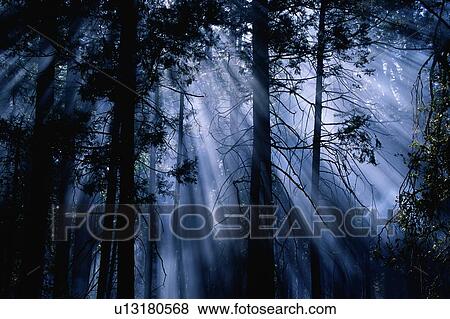 Stock Photo - These trees are Ponderosa Pine, Cedar and Oak. Fotosearch