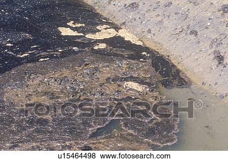 Thick, black oil covering the water along the shoreline View Large Photo Image Stock Photo - Thick, black oil covering the water along the shoreline. Fotosearch