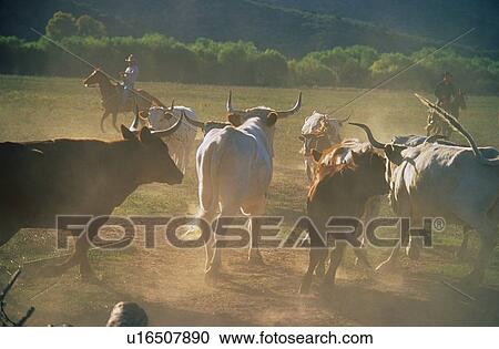 This is a cattle roundup of Texas Longhorns. It is late afternoon on the Cobra Ranch. View Large Photo Image Stock Image - This is a cattle roundup of Texas Longhorns. It is late afternoon on the Cobra Ranch.. Fotosearch