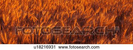 This is a close up of a golden field of wheat. View Large Photo Image Stock Image - This is a close up of a golden field of wheat.. Fotosearch