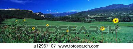 Stock Photo - This is a field of yellow daisies. Fotosearch