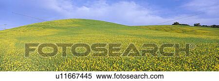 Stock Photography - This is a field of yellow mustard plants in spring.. Fotosearch