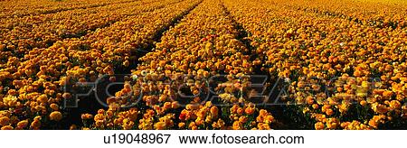 This is a field of yellow ranunculus flowers View Large Photo Image Stock Photo - This is a field of yellow ranunculus flowers. Fotosearch