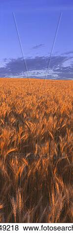 This is a golden field of wheat. View Large Photo Image Stock Photo - This is a golden field of wheat.. Fotosearch
