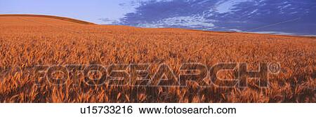 Stock Photograph - This is a golden field of wheat. . Fotosearch