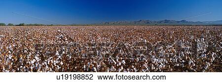 Stock Image - This is a large cotton field. Fotosearch