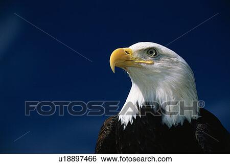 This is a mature American bald eagle View Large Photo Image Stock Photograph - This is a mature American bald eagle. Fotosearch