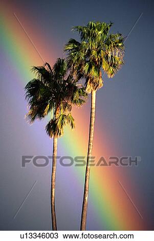 This is a rainbow crossing near two palm trees in California in the spring. View Large Photo Image Stock Image - This is a rainbow crossing near two palm trees in California in the spring.. Fotosearch
