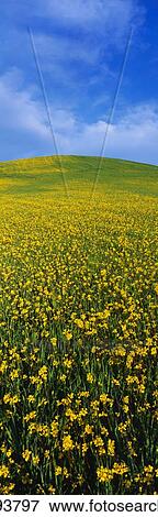 Stock Photo - This is a spring field of mustard seed near Lake Casitas. Fotosearch