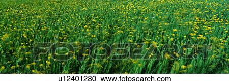 Stock Image - This is a spring field of yellow mustard plants blowing in the wind.. Fotosearch