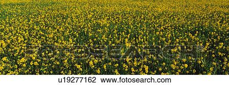 This is a spring field of yellow mustard seed. It is located near Lake Casitas. View Large Photo Image Stock Image - This is a spring field of yellow mustard seed. It is located near Lake Casitas.. Fotosearch