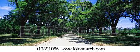 Stock Photograph - This is a tree lined road outside of San Antonio. Fotosearch
