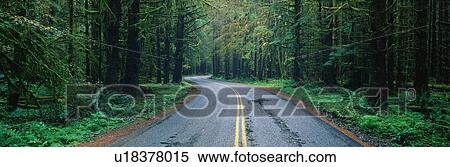 Stock Photography - This is located in the Hoh Rain Forest. Fotosearch