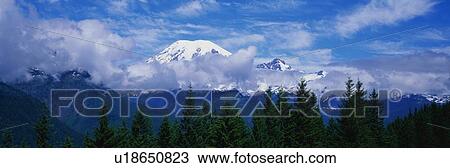 Stock Image - This is Mt. Rainier surrounded by evergreen trees below it.. Fotosearch