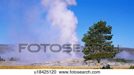 Stock Image - This is the famous Old Faithful geyser. The geyser is erupting at sunrise.. Fotosearch