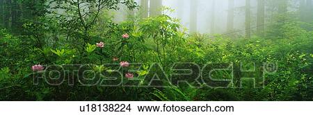 Picture - This is the Lady Bird Johnson Grove of old growth redwoods. Fotosearch
