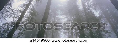 This is the Lady Bird Johnson Grove of old growth redwoods View Large Photo Image Stock Image - This is the Lady Bird Johnson Grove of old growth redwoods. Fotosearch