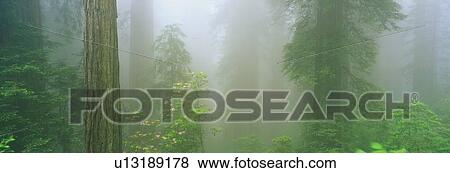 Stock Photo - This is the Lady Bird Johnson Grove of old growth redwoods. Fotosearch