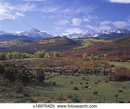 This is the Sneffels Mountain Range View Large Photo Image Stock Photography - This is the Sneffels Mountain Range. Fotosearch