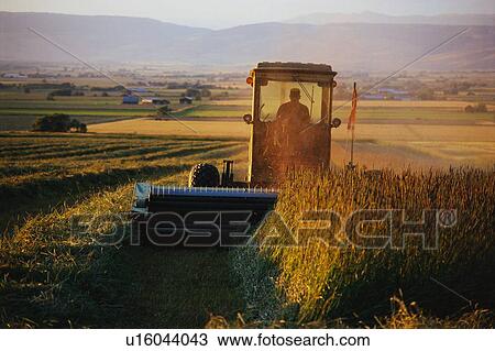This shows a the silhouette of a farmer on a tractor harvesting hay. View Large Photo Image Stock Image - This shows a the silhouette of a farmer on a tractor harvesting hay.. Fotosearch