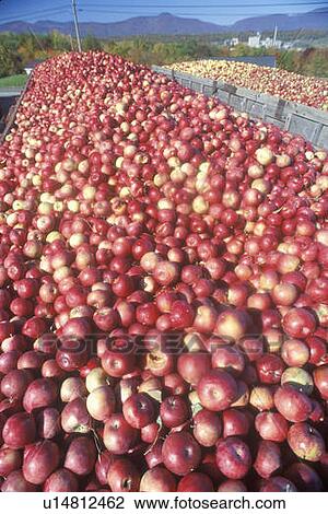 Thousands of apples being driven to process after the harvest View Large Photo Image Stock Image - Thousands of apples being driven to process after the harvest. Fotosearch