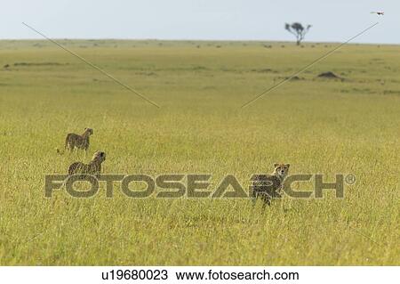 Three Cheetahs stalking through high grasslands View Large Photo Image Stock Image - Three Cheetahs stalking through high grasslands. Fotosearch