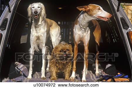 Stock Image - Three dogs in back of car. Fotosearch
