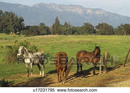 Three horses in morning light View Large Photo Image Stock Photography - Three horses in morning light. Fotosearch
