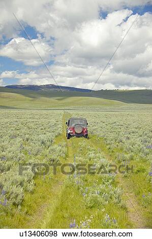 Tire tracks through spring flowers of Centennial Valley near Lakeview, MT View Large Photo Image Stock Photo - Tire tracks through spring flowers of Centennial Valley near Lakeview, MT. Fotosearch