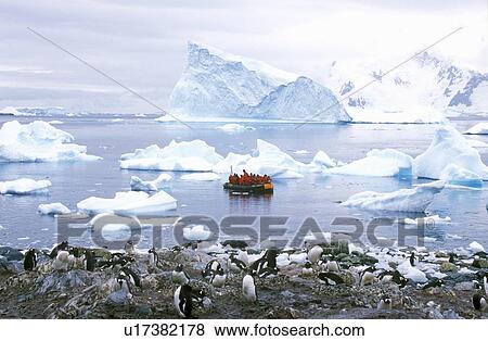 Tourists in inflatable boat observe Gentoo penguins View Large Photo Image Stock Photo - Tourists in inflatable boat observe Gentoo penguins. Fotosearch
