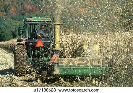 Tractor cutting down dried corn fields in autumn View Large Photo Image Stock Photo - Tractor cutting down dried corn fields in autumn. Fotosearch