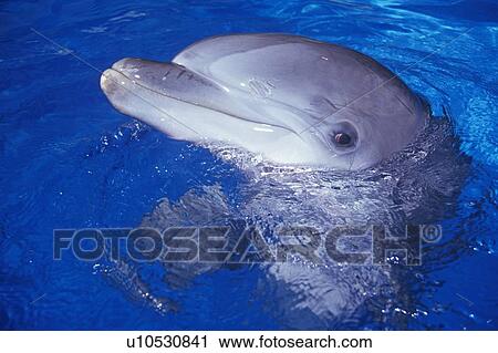 Stock Image - Trained Dolphin, Magic Mountain, Los Angeles, CA. Fotosearch