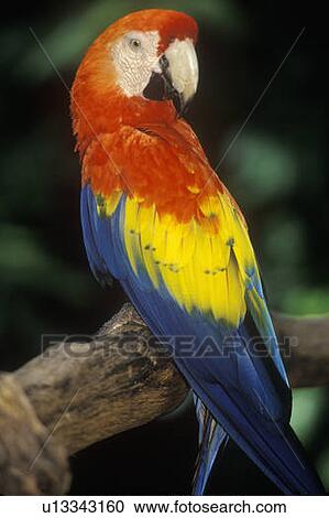 Trained Macaw parrot View Large Photo Image Stock Image - Trained Macaw parrot. Fotosearch