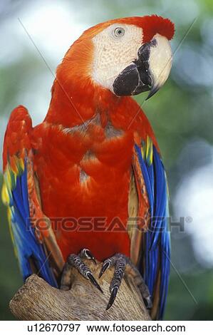 Trained Macaw parrot View Large Photo Image Stock Photo - Trained Macaw parrot. Fotosearch