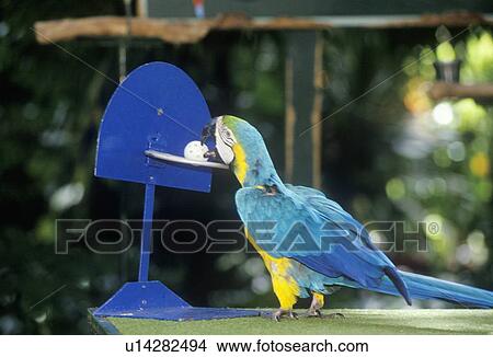 Picture - Trained parrot. Fotosearch