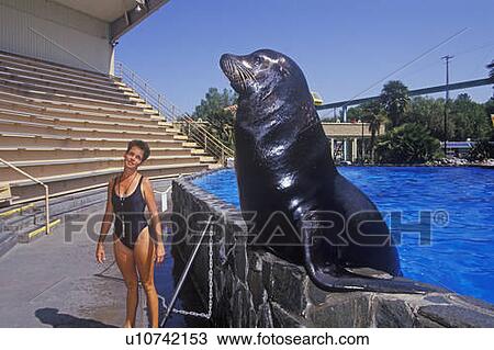 Stock Image - Trainer and Sea Lion, Magic Mountain, Los Angeles, CA. Fotosearch